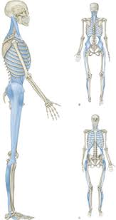 The Lateral Line Yoga Anatomy Muscle Anatomy Anatomy