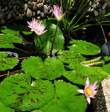 Image result for Nymphaea lotus