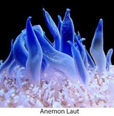 Check spelling or type a new query. 5 Cara Reproduksi Aseksual Pada Hewan Idschool