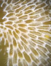 Image result for Isoglossa membranacea