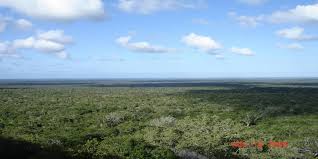 Image result for Vitellariopsis kirkii