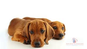 Republic Veterinary Hospital