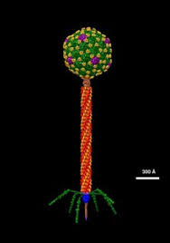 The wild type of this virus has a temperate life cycle that allows it to either reside within the genome of its host through lysogeny or enter into a lytic phase,. Lambda Phage Wikipedia
