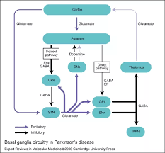What Is The Pathophysiology Of Parkinsons Disease Quora