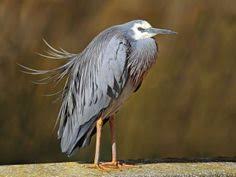 98 Birds World عالم الطيور Ideas Beautiful Birds Pet Birds Animals