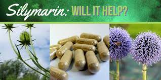What Is Silymarin Milk Thistle And Is It Helpful For Managing My Hepatitis B And D Hepatitis B Foundation