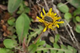 Image result for Tropinota hirta