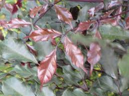 Image result for Leea guineensis