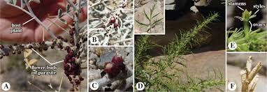 Image result for Apodanthaceae