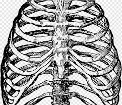 This item can be dropped. Rib Cage Heart In Rib Cage Drawing Hd Png Download 558x481 2273612 Png Image Pngjoy