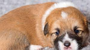 Two separate breeds are recognised: Corgi Puppies For Sale Northern California