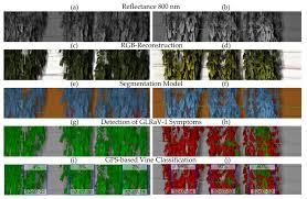 Image result for Grapevine leafroll virus