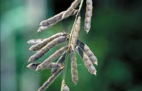 Image result for Neonotonia wightii