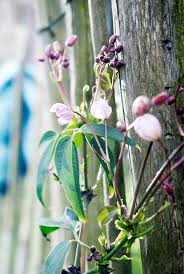 Ook in de winter groen! Tuinplant Van De Maand April Clematis Bloemenbureau