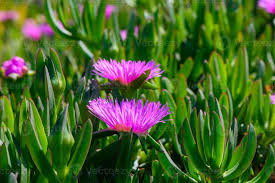Image result for Carpobrotus