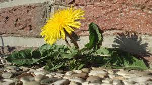 Schneiden sie dazu eine zwiebel klein und erwärmen sie sie kurz zusammen mit kandiszucker in der mikrowelle. Lowenzahn Mit Hausmitteln Entfernen Die Besten Tipps Utopia De