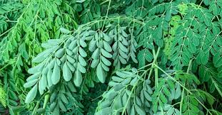 Image result for Moringa oleifera