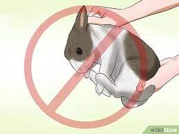 How To Tame A Wild Rabbit 12 Steps With Pictures Wikihow