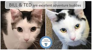 Crazy Cats Animal Rescue added...