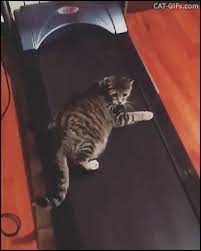 Cat Gif Funny Workout Routine On Treadmill For Lazy Cat Haha Cats Funny Cute Cats Cat Workout