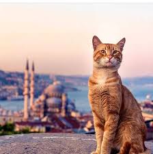 Pin By Ionela Andreiu On Pisi Cats Beautiful Cats Cute Cats
