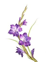 Flower art print romantic art shabby chic art gladiolus | etsy. Gladiolus Purple Flower Drawing Simple Drawing Ideas White Background Flower Drawing Flower Art Drawing Cute Flower Drawing