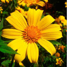 Image result for Tithonia diversifolia