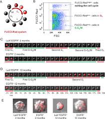 We did not find results for: Cell Sorting Of Neural Stem And Progenitor Cells From The Adult Mouse Subventricular Zone And Live Imaging Of Their Cell Cycle Dynamics Protocol Translated To German