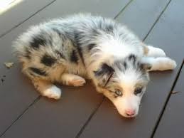 Chiens Magnifique Chiot Berger Australien A Donner 43 Chiot Berger Australien Berger Australien Chiot Berger