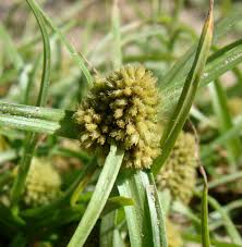 Image result for Cyperus maculatus