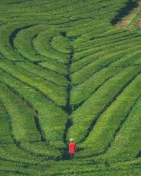 Beberapa tanaman konvensi antara lain tanaman sengon, tanaman aren , nyamplung, sorgum hingga tanaman kopi. Wisata Kebun Di Banten Spot Foto Warna Warni Bunga Instagenic