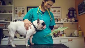 Hyperadrenokortizismus, auch morbus cushing genannt, ist neben diabetes mellitus die häufigste endokrinopathie beim hund. Cushing Syndrom Beim Hund Was Tun Tiergesund De