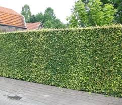 White (grown for foliage) sun exposure: Most People Today Look For Tall Hedges At Low Costs For Beautifying Their Homes This Is The Reason Fast Growing Hedge Hedging Plants Fast Growing Hedge Plants