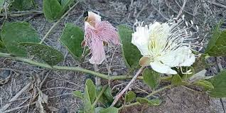 Image result for Capparaceae