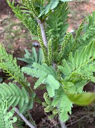 Image result for Acacia goetzei