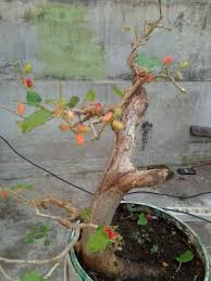 Bonsai Murbei Posts Facebook