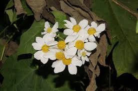 The eighteenth century mexican politician and amateur botanist, luis montana and is one of the very few in the family asteraceae that consists of trees. Montanoa Bipinnatifida