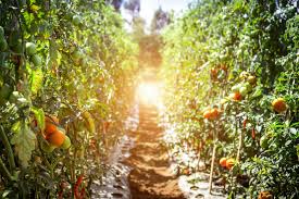 Crop rotation also reduces the constant infestation of crops by pests and diseases, stopping the need for spraying the crops with pesticides. Crop Rotation Benefits And Disadvantages Environment Buddy