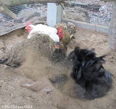 Every chicken pen should have a dust bath if dry soil is not available. Chicken Dust Bath The Ultimate Spa Treatment The Chicken Chick