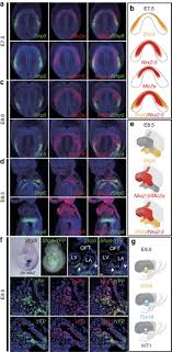 Use the following structural formulas to identify the following items. Sfrp5 Identifies Murine Cardiac Progenitors For All Myocardial Structures Except For The Right Ventricle Nature Communications