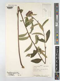 Image result for Brachythrix