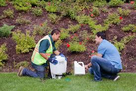 It should not harm otherwise than on direct contact with a plant, but i have had surrounding plants die off, and that happened after painting it in the weed. 3 Alternatives To Glyphosate Roundup Central Turf And Irrigation Supply