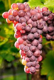 Image result for Vitis vinifera