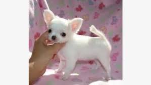 Wonderful Teacup Chihuahua Puppies Sale Central Central