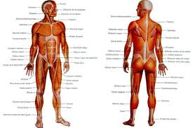Resultado de imagen para cuerpo humano