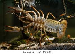 نتیجه جستجوی لغت [appendages] در گوگل