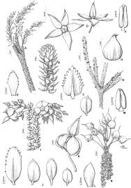 Image result for Sauvagesia