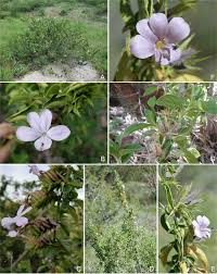 Image result for Barleria spinulosa