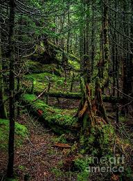 In The Deep Woods By James Aiken Deep Woods Photography Prints Art Wood Photograph