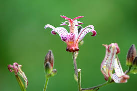 Check spelling or type a new query. Hd Wallpaper The Poor Man S Orchid Tricyrtis Paddelelie Flower Garden Wallpaper Flare
